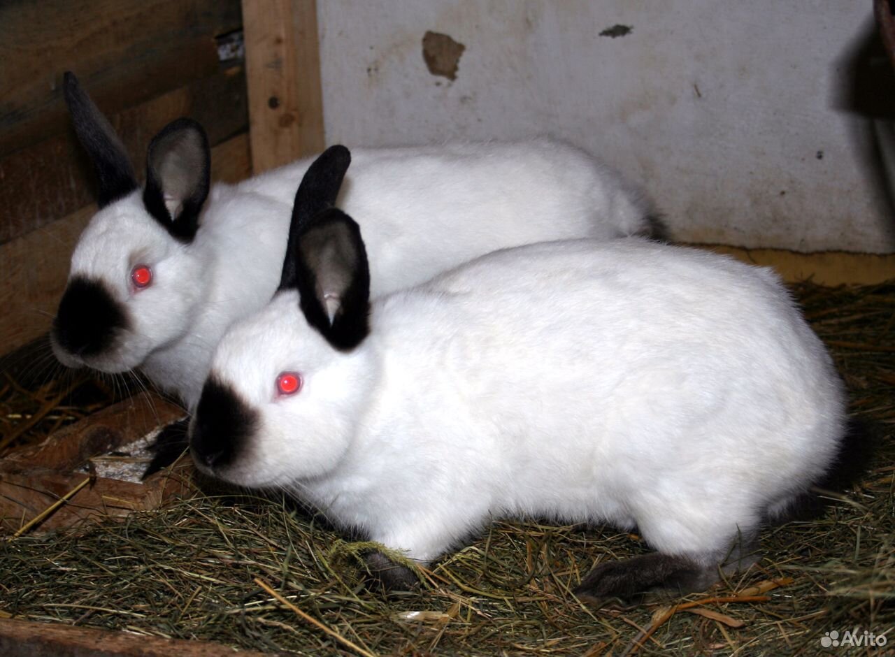 Кролики породы "Калифорниец" купить на Зозу.ру - фотография № 2