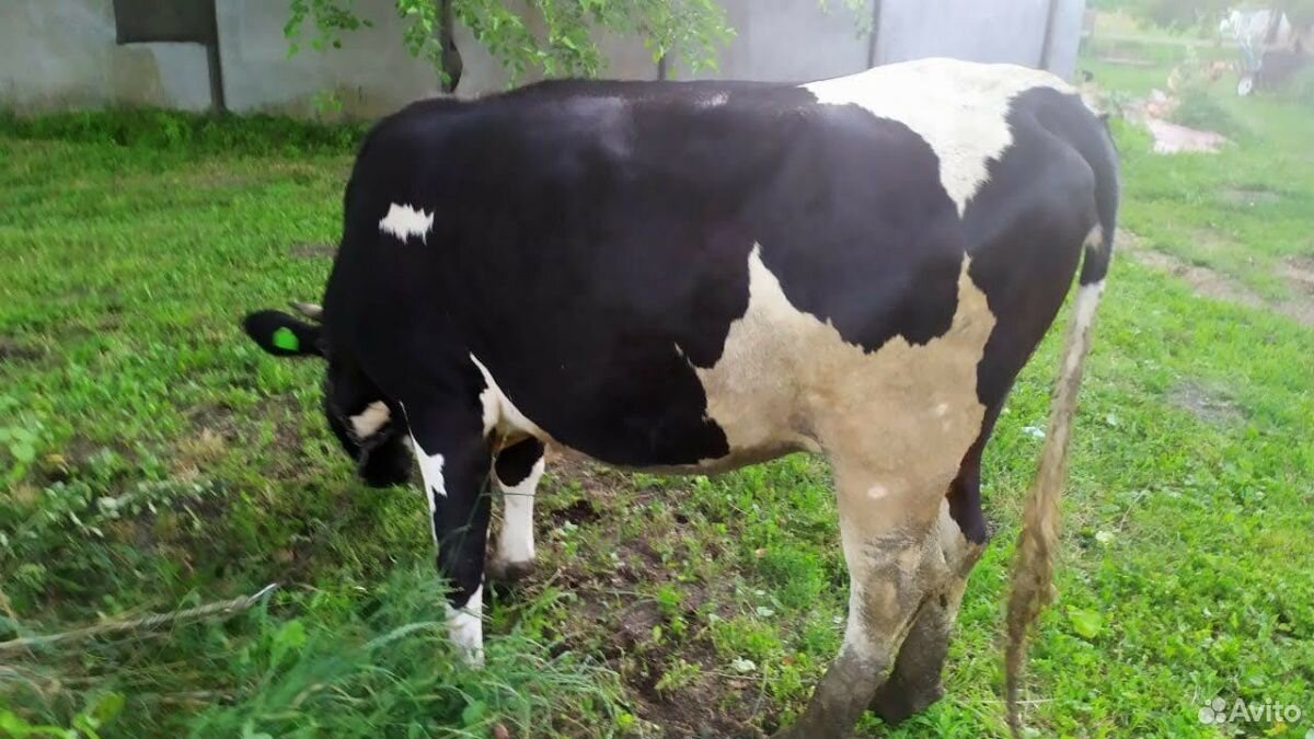 Корова и телка купить на Зозу.ру - фотография № 7