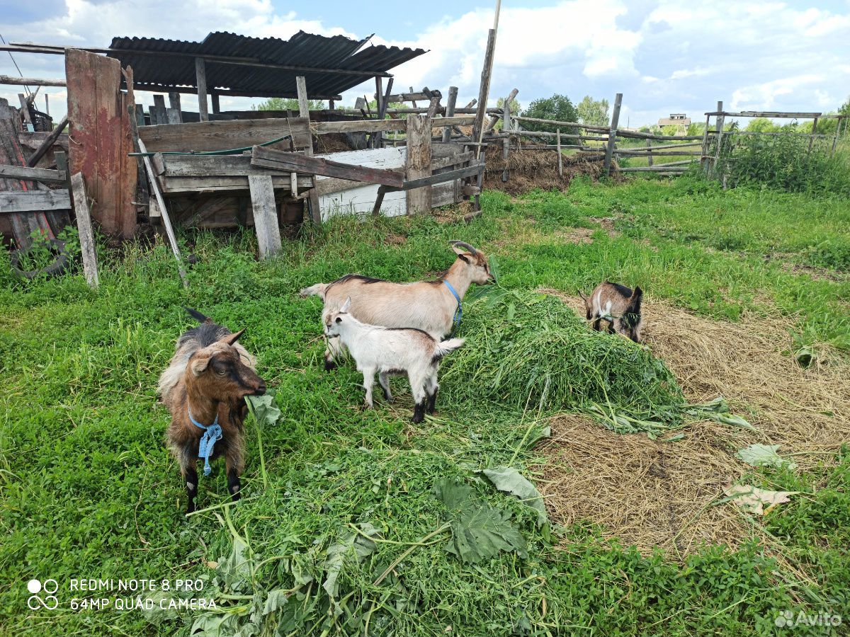 Альпийские козы купить на Зозу.ру - фотография № 4