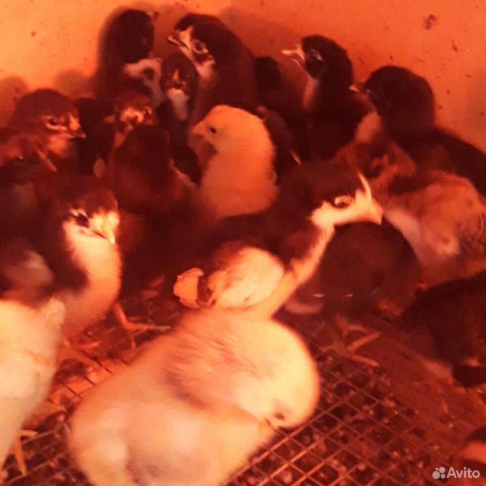 Недельные цыплята кур мясо-яичной породы купить на Зозу.ру - фотография № 2