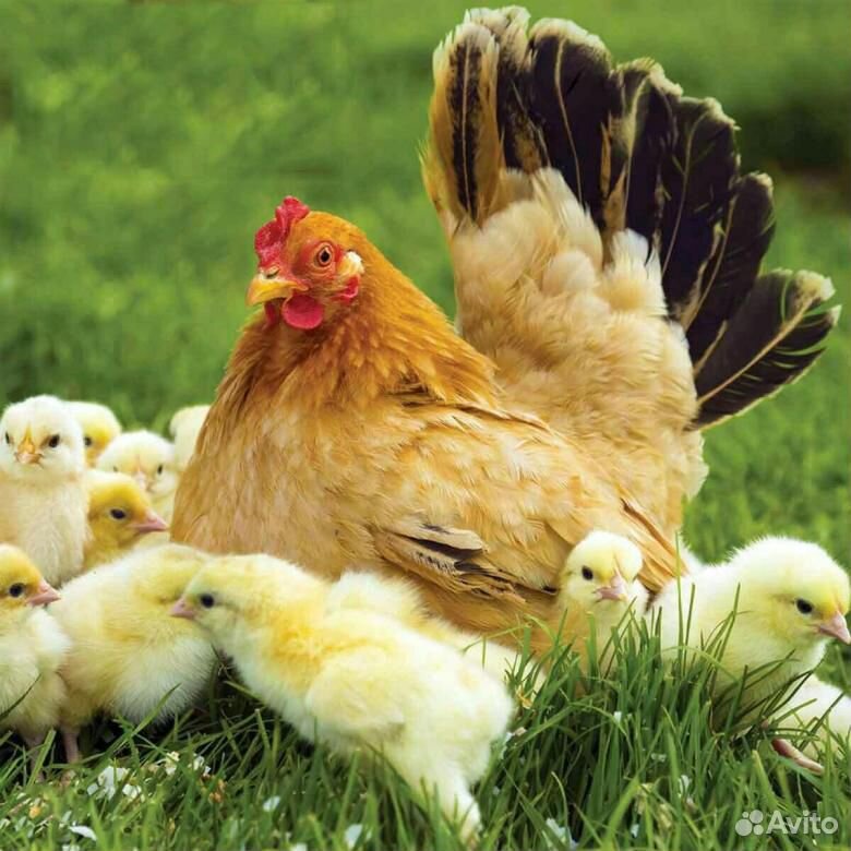 Цыплята с курицей купить на Зозу.ру - фотография № 1