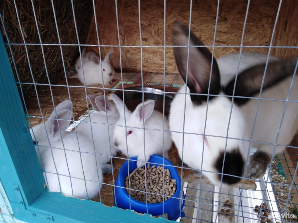Кролики Калифорнийской породы купить на Зозу.ру - фотография № 4