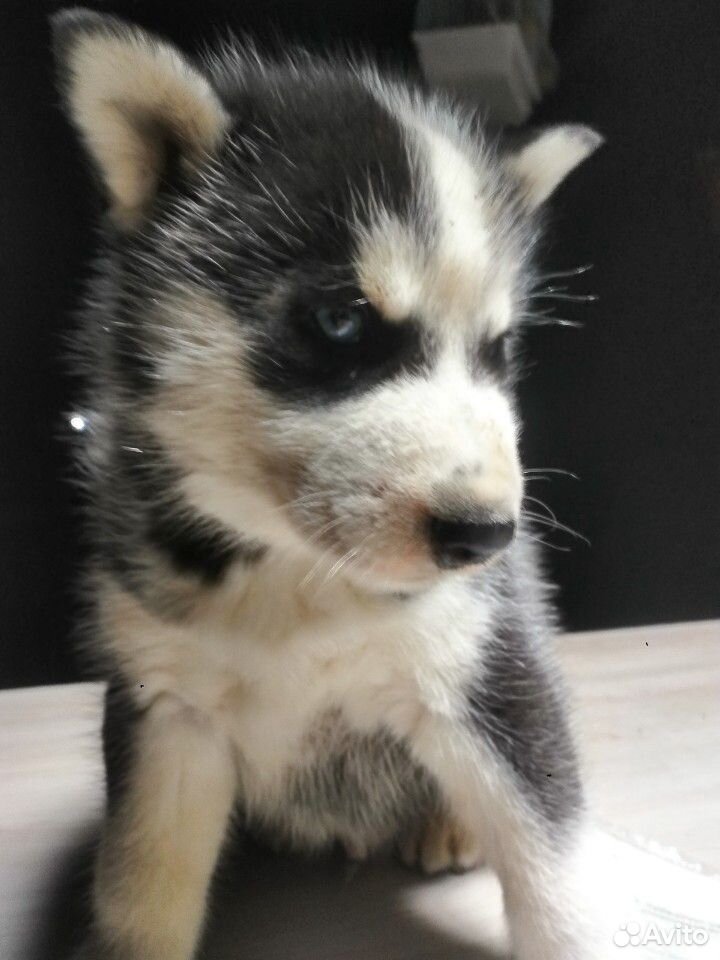 Продаётся щенок сибирский хаски. дата рождения 16 купить на Зозу.ру - фотография № 1