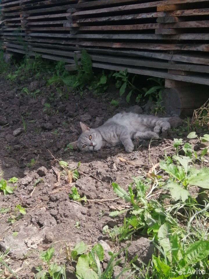Котик ищет дом купить на Зозу.ру - фотография № 2