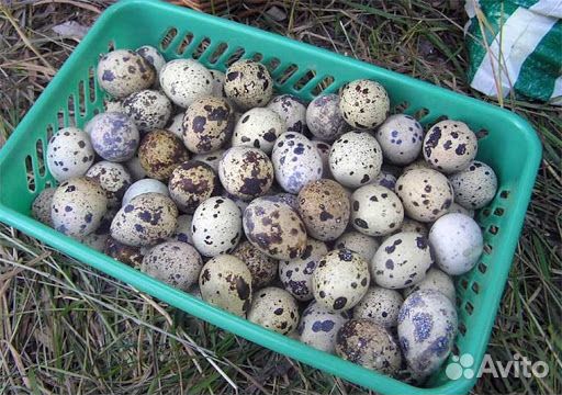 Перепиленные инкубационные яйца купить на Зозу.ру - фотография № 1