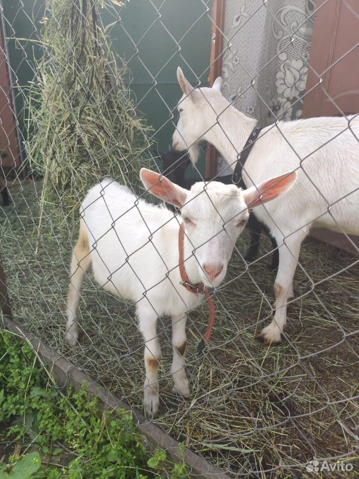 Продается стадо коз с козлятами купить на Зозу.ру - фотография № 1