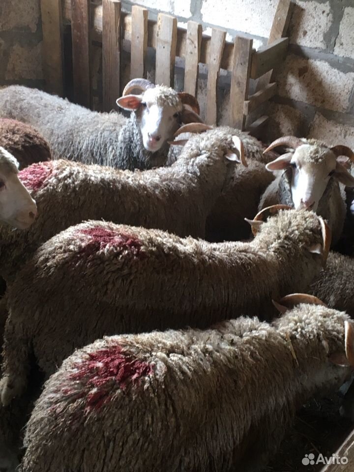 Овцы и бараны купить на Зозу.ру - фотография № 2