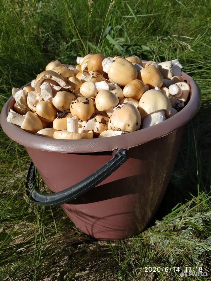 Маринованные грибы толкачики купить на Зозу.ру - фотография № 3