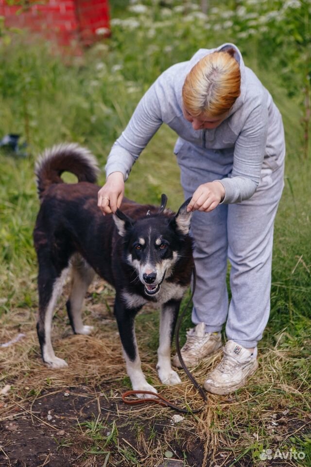 Собака Ляля ищет дом купить на Зозу.ру - фотография № 2