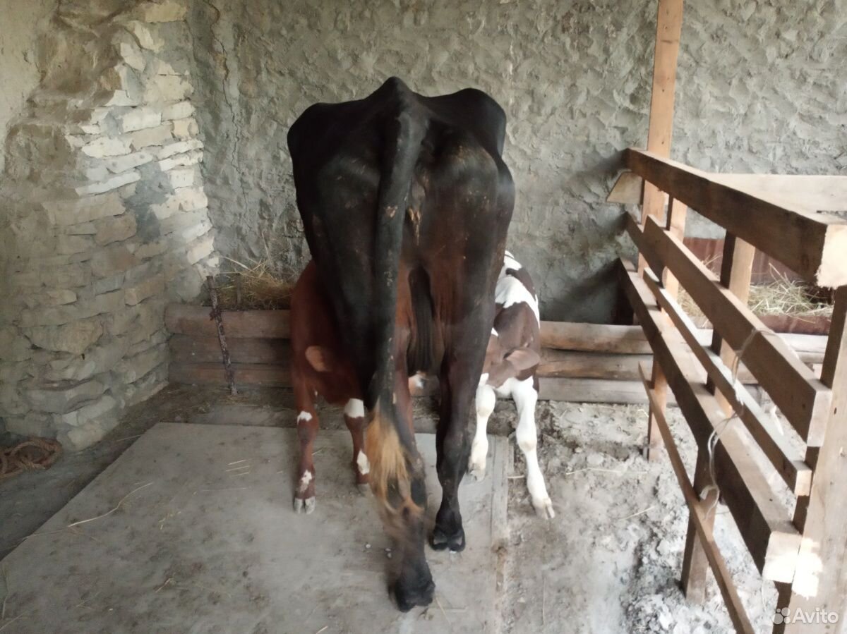 Корова с теленками купить на Зозу.ру - фотография № 5