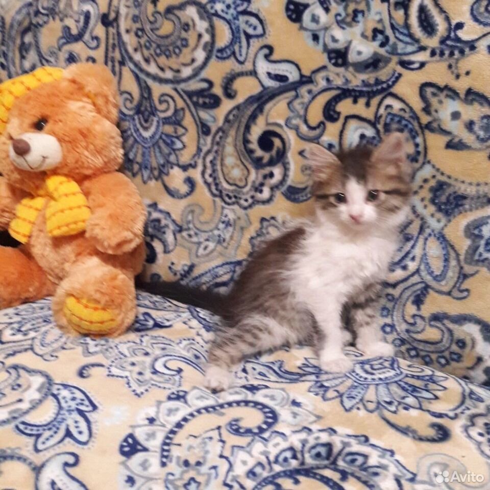 Котенок 2 месяца купить на Зозу.ру - фотография № 4