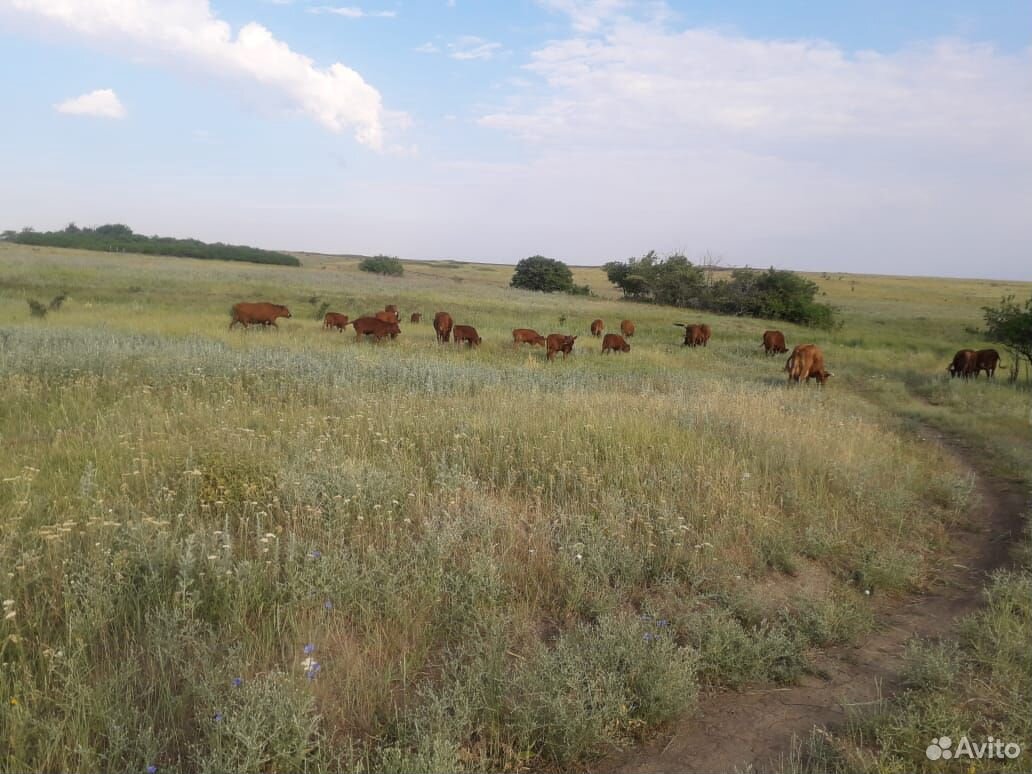 Коровы с телятами купить на Зозу.ру - фотография № 1