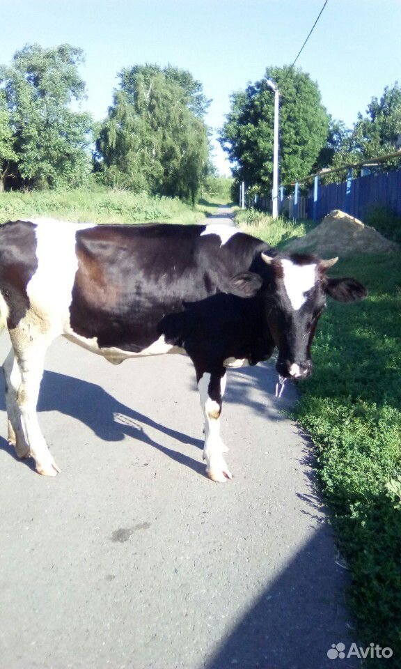 Тёлка на корову купить на Зозу.ру - фотография № 1