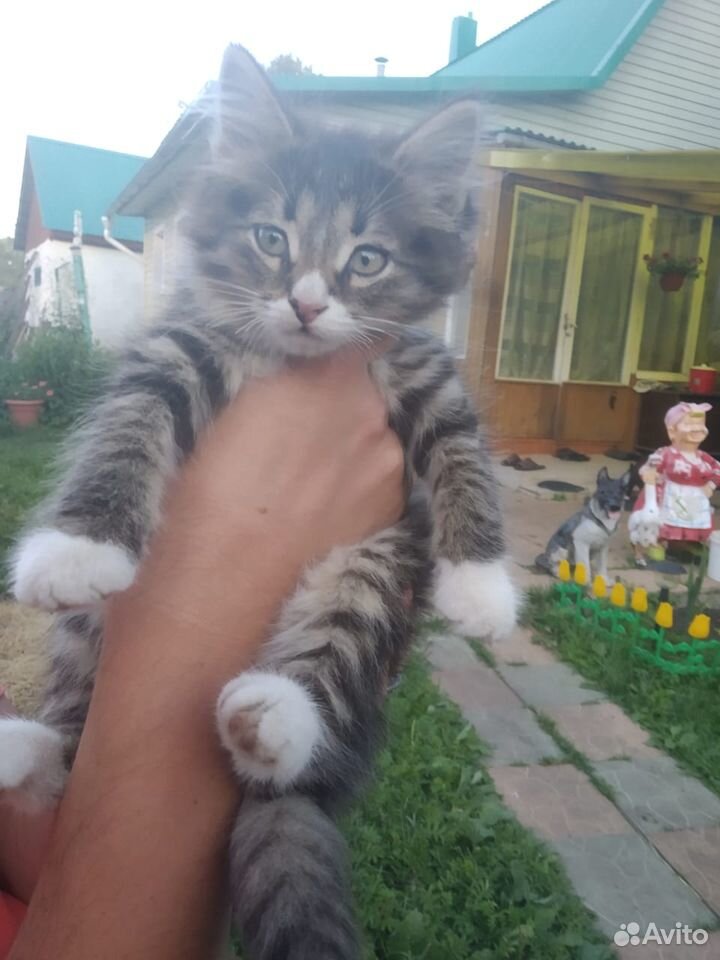 Кошечка в добрые руки купить на Зозу.ру - фотография № 4