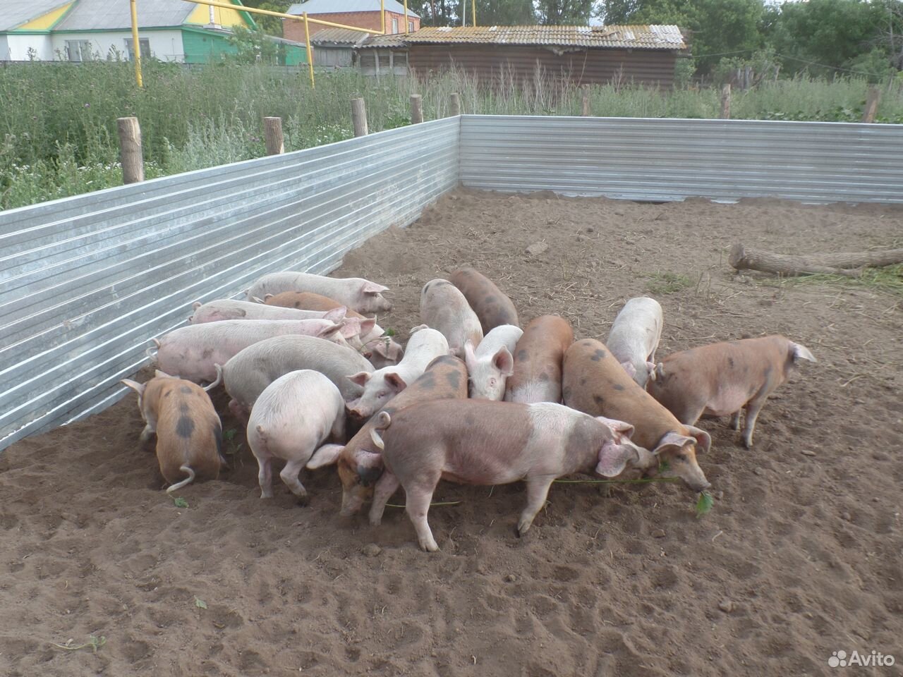 Поросята -4 мес купить на Зозу.ру - фотография № 6