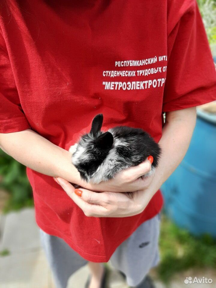 Карликовые,вислоухие Кролики купить на Зозу.ру - фотография № 5