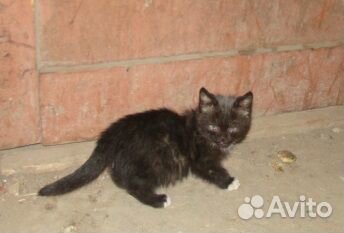 Котенок ищет хозяина купить на Зозу.ру - фотография № 1