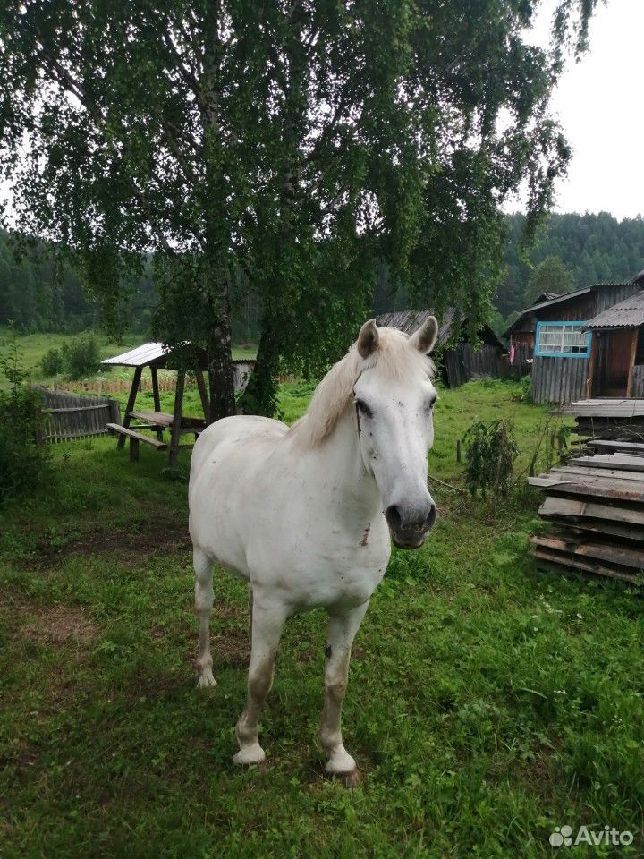 Конь купить на Зозу.ру - фотография № 2