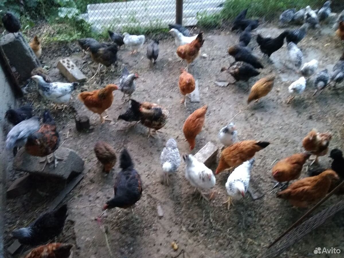 Цыплята домашних кур купить на Зозу.ру - фотография № 2