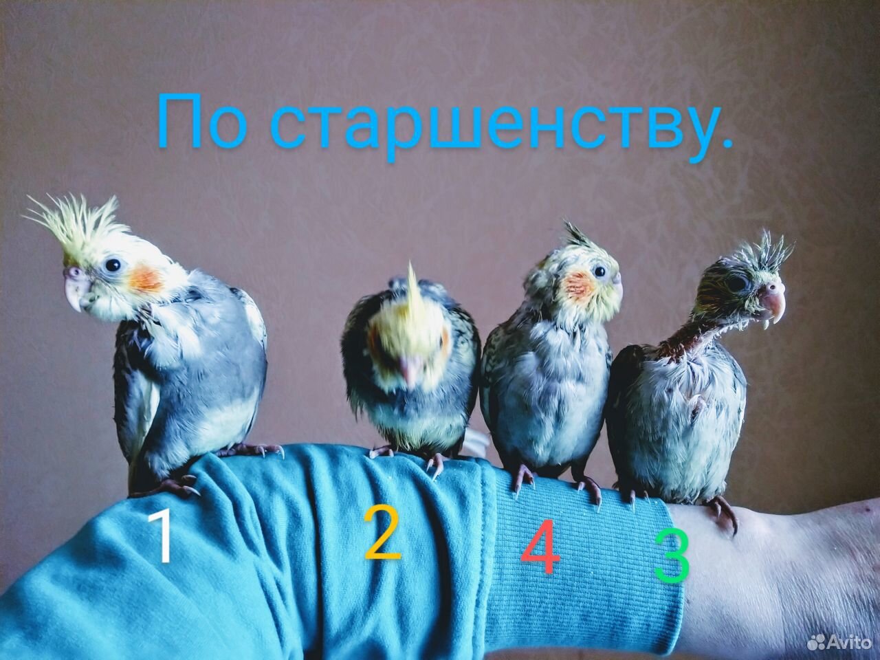 Продам птенцов Корелла ручные купить на Зозу.ру - фотография № 2