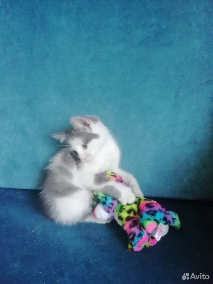 Котёнок, доставка купить на Зозу.ру - фотография № 1