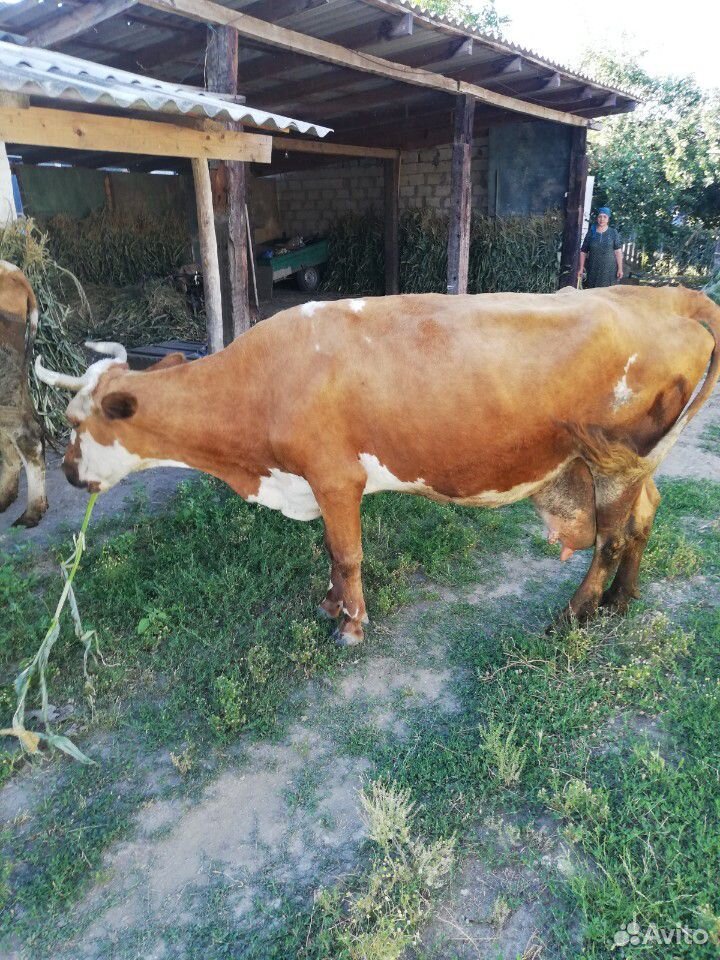 Корова на мясо купить на Зозу.ру - фотография № 5