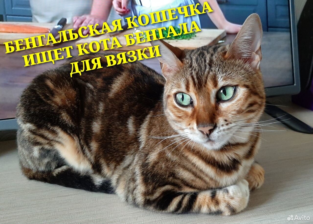 Бенгальская кошечка ищет кота для вязки купить на Зозу.ру - фотография № 1