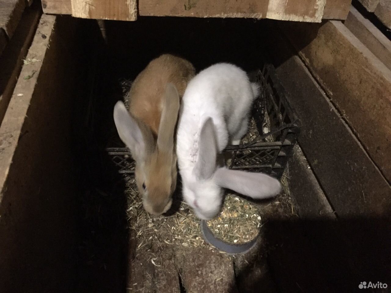 Кролики крольчата купить на Зозу.ру - фотография № 2