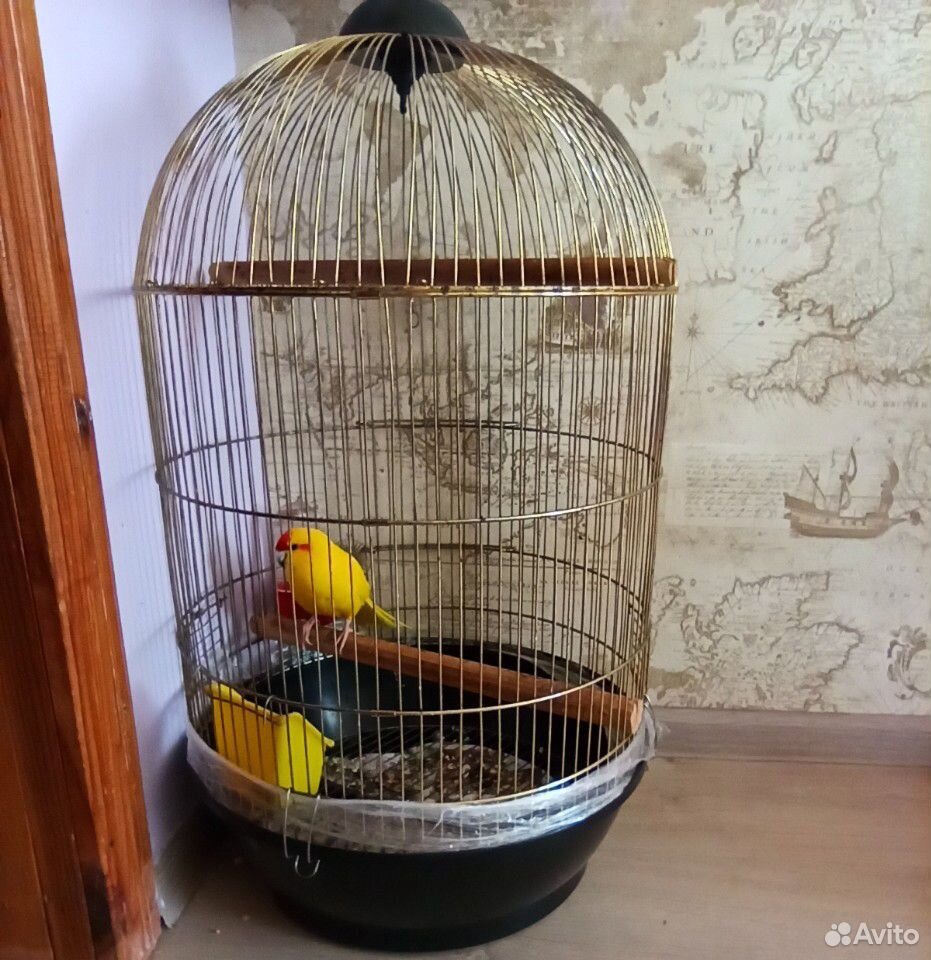Какарик- попугай с клеткой купить на Зозу.ру - фотография № 4