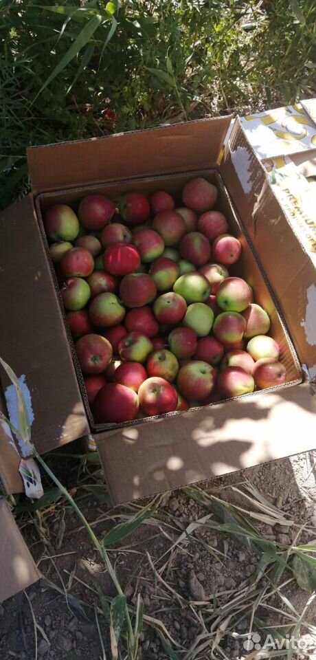 Абрикосы, яблоки, слива калибровочная с черешней купить на Зозу.ру - фотография № 4