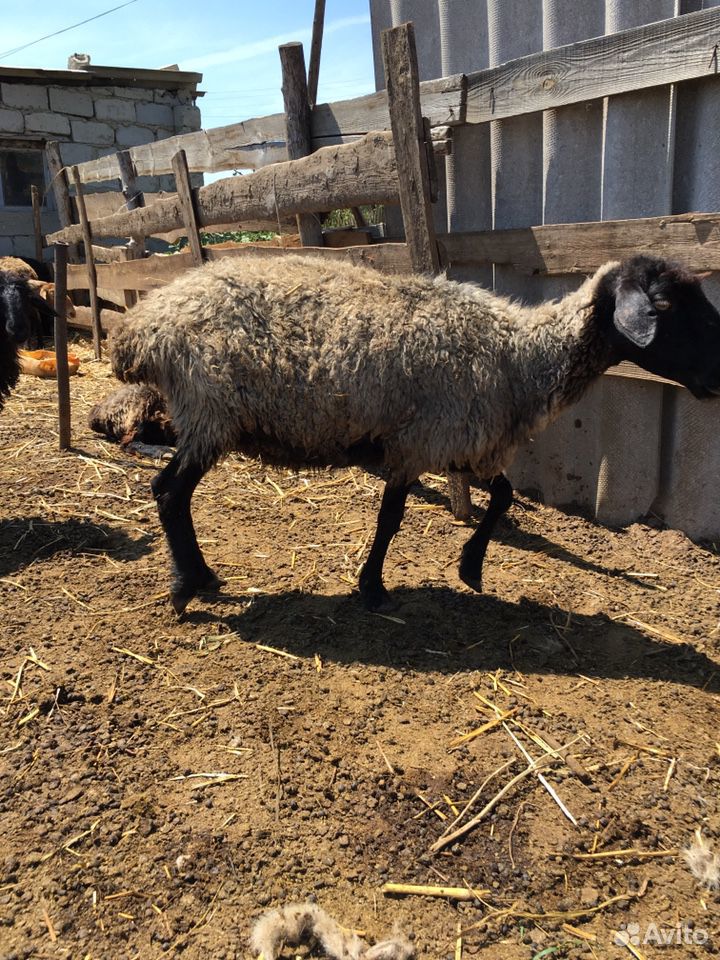 Овце матки,ягнята продаю купить на Зозу.ру - фотография № 10