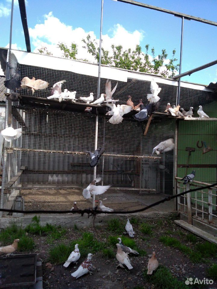 Узбекские голуби купить на Зозу.ру - фотография № 7