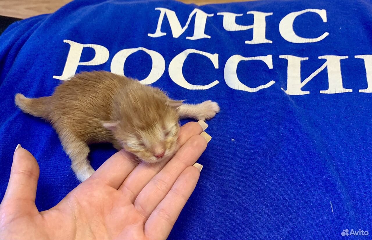 Котики - спасатели купить на Зозу.ру - фотография № 4