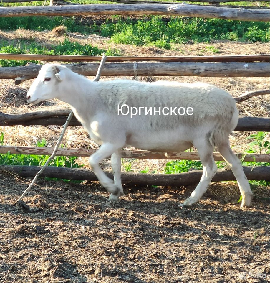 Катумские овцы купить на Зозу.ру - фотография № 4