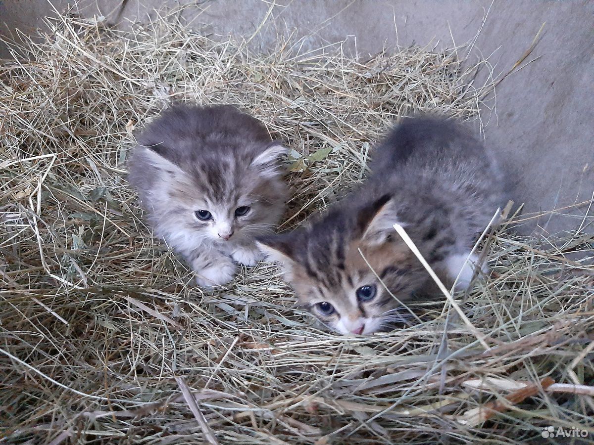 Котята с мамой кошкой купить на Зозу.ру - фотография № 3