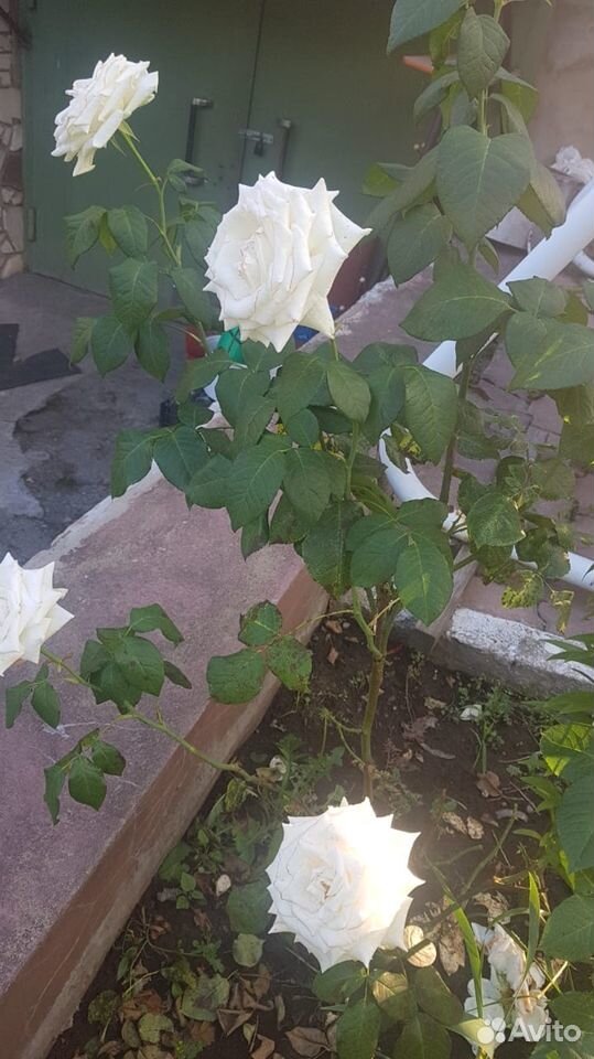 Розы саженцы купить на Зозу.ру - фотография № 2