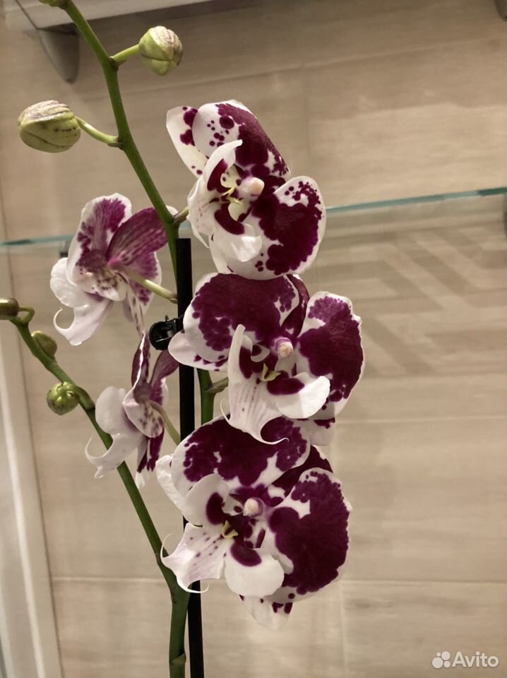 Орхидея (цветёт) фаленопсис Биг лип Бордо купить на Зозу.ру - фотография № 1