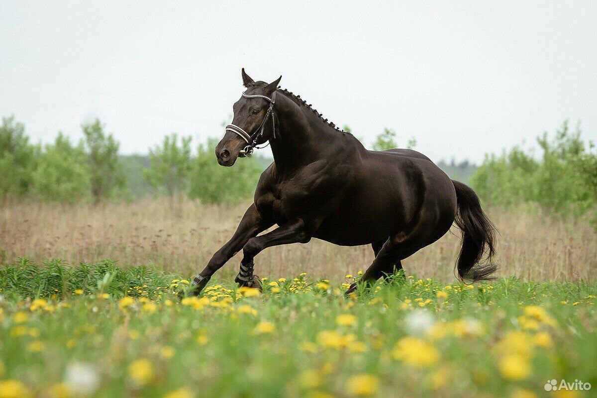 Молодая лошадь в спорт купить на Зозу.ру - фотография № 1