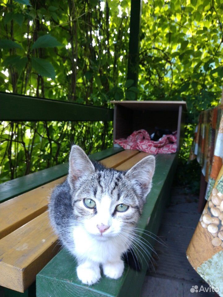 Котик, 2,5 месяца купить на Зозу.ру - фотография № 1