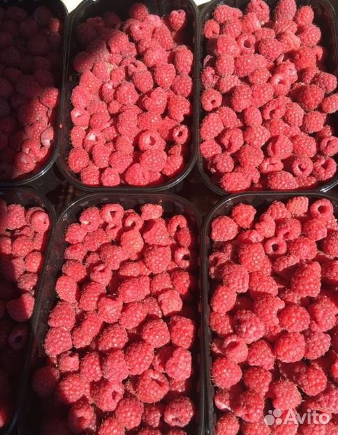 Малина белоруссия. Ведро для ягод. Продается малина. Продается малина ягоды. Малина свежая ягоды.