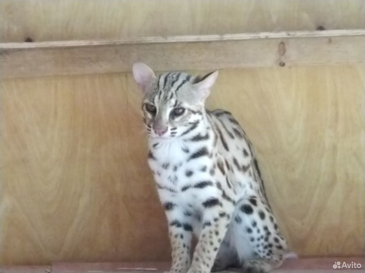 Для вязок алки или леопардовые коты купить на Зозу.ру - фотография № 2
