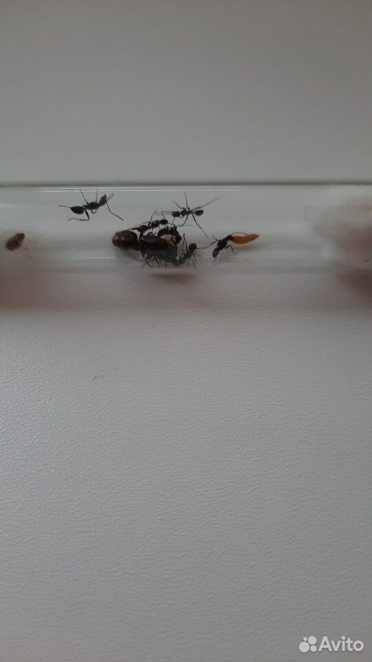 Муравьи Camponotus vagus купить на Зозу.ру - фотография № 1