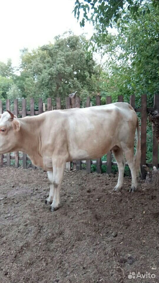 Корова, корова дойная купить на Зозу.ру - фотография № 5