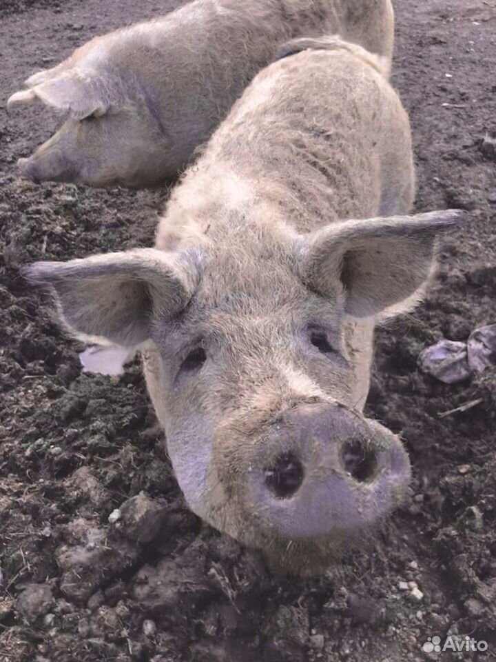 Венгерская пуховая мангалица свинья на потомство купить на Зозу.ру - фотография № 3
