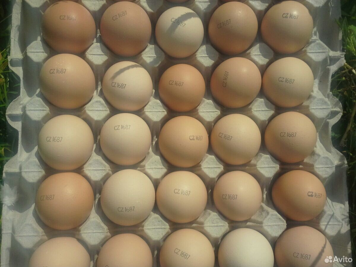 Яйцо инкубационное Кобб 500 купить на Зозу.ру - фотография № 1