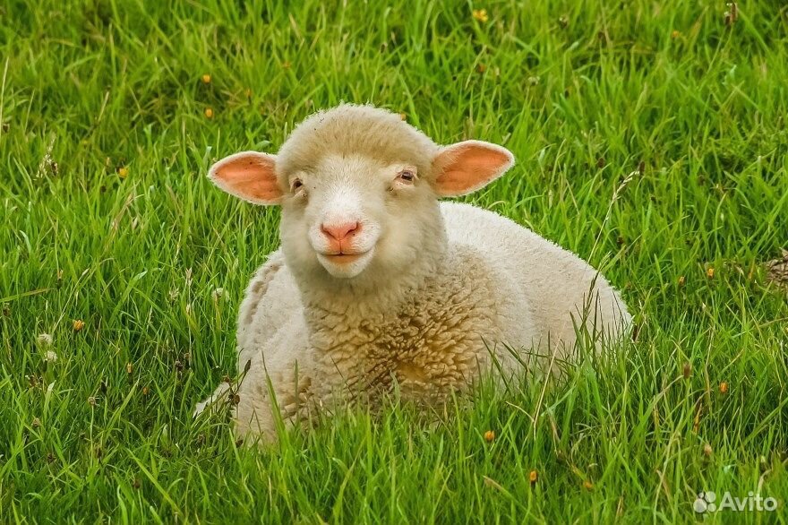 Бараны,овцы купить на Зозу.ру - фотография № 1