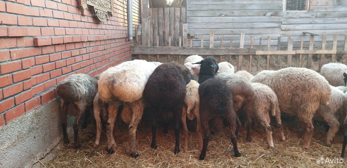 Продам Баранов и овечек на Курбан Байрам купить на Зозу.ру - фотография № 2