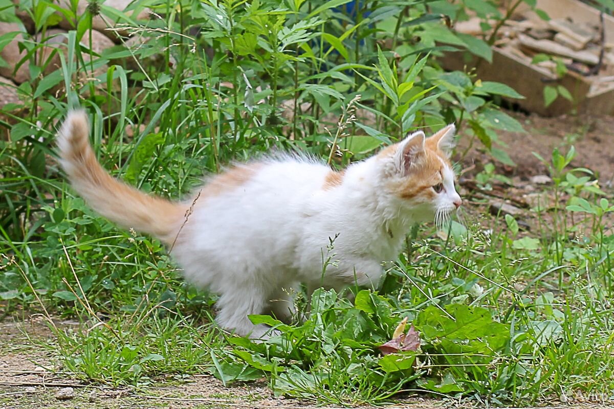 Кошечка белая с рыжим 3 месяца купить на Зозу.ру - фотография № 9