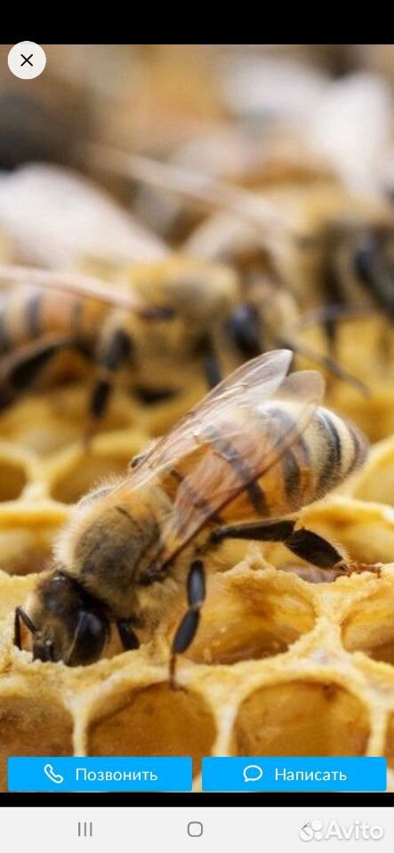 Пчелы семьёй или пчело пакет купить на Зозу.ру - фотография № 1