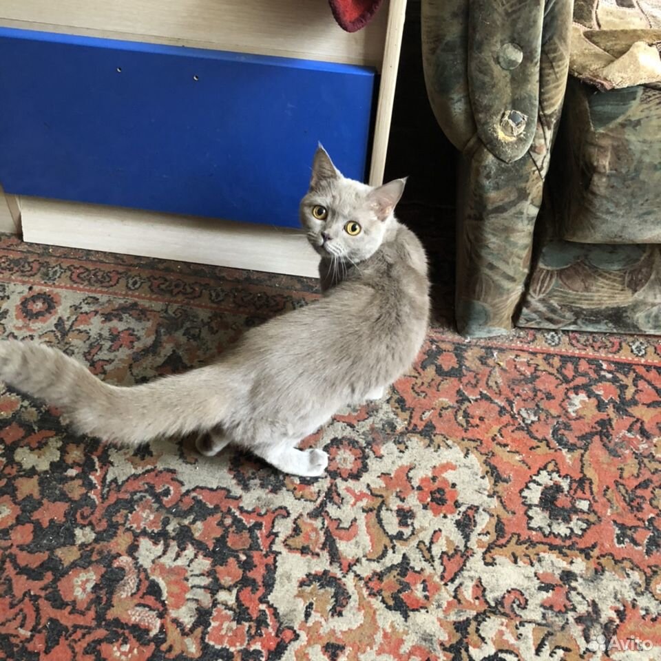Британская кошка купить на Зозу.ру - фотография № 3